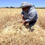 دعوة حكومية للاتحاد الاوروبي لمساعدته في الحصول على أسواق جديدة لشراء القمح