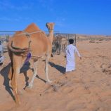 برعاية باكريت.. انطلاق مهرجان «حات» السنوي السادس بالمهرة
