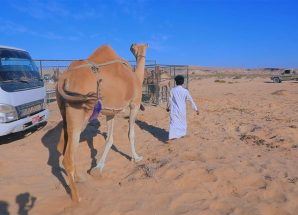 برعاية باكريت.. انطلاق مهرجان «حات» السنوي السادس بالمهرة