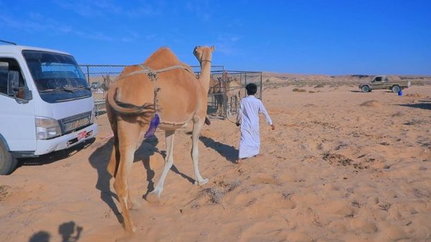 برعاية باكريت.. انطلاق مهرجان «حات» السنوي السادس بالمهرة