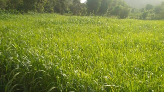 جمعية مكيديم بالمسيمير تناشد بدعم عاجل لإنقاذ الزراعة وتحقيق الأمن الغذائي