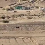 قوات النخبة الحضرمية تعلن التصدي لهجوم مسلح وتؤمّن مواقع الشركات النفطية 